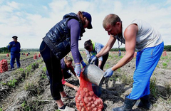 俄罗斯农田迎来收获季 囚犯“兼职”收割土豆