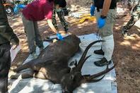 泰国一10岁鹿惨死 胃中有近7公斤塑料袋和内衣