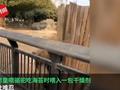 男童动物园内喂骆驼吃海苔不慎喂入干燥剂 骆驼呕吐难受