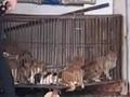 广东江门发现大型贩猫黑窝点 现场上百只猫咪关在狭小笼中