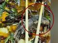 广东水煮鱼外卖中吃出死老鼠?老板:是我做的就是屎我也愿意吃