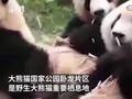 四川卧龙给野生大熊猫办户口:升级猫脸识别 引入DNA技术
