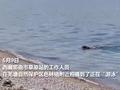 藏北首次拍到雪豹游泳画面 湖中觅食非常少见