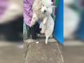 狗狗咬破白酒桶把自己灌醉:醉醺醺只剩眼睛能动 主人不得不送医醒酒