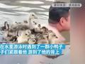 男子游泳偶遇小鸭子被当成顺风船 网友:小鸭子怕是找到了“爸爸”