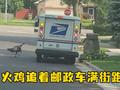 战术拉满!美国一只“愤怒的火鸡”追着邮政车满街跑