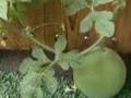 男孩暑假作业种西瓜成熟后被偷:心都碎了