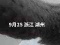 浙江湖州一穿山甲爬到餐馆门口 老板拾获交民警放生