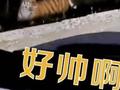 女子夜间行车偶遇大老虎隔窗对视 不由惊呼:好帅啊!