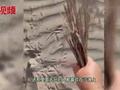 游客沙漠中捡出大把生锈铁签:常有人在这野炊烧烤 还有瓶子碎渣