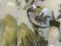 女子酸菜鱼餐厅中吃出整只癞蛤蟆 店方解释可能是被鱼误吞食