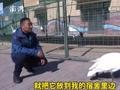 天鹅在山东被救助不吃不喝等恩人:因左翼折断 留在了山东14年