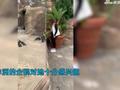 对上眼了?女子在动物园被非洲企鹅盯上走哪跟哪,一看她穿搭秒懂