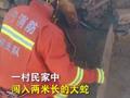 异常凶猛!两米长受伤大蛇闯入民宅