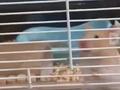 仓鼠单手抓笼子狂蹬跑轮 主人:它想越狱来着