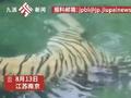 东北虎在水池放屁不停冒泡,游客纷纷围观