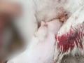 学校保安打死喂奶母狗遭指责 校长:是流浪狗,经常追咬师生