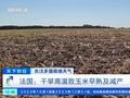 法国干旱高温致玉米早熟减产
