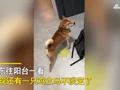 房东收房发现屋内留下两猫一狗,阳台上一物让她不淡定了:给我煲汤?