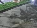 死里逃生!监控记录男子骑自行车被压车下艰难爬出