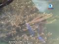 中国国家级自然保护区贵州习水保护区首次发现淡水海绵动物