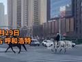 这下更解释不清了 女子内蒙街头偶遇多人骑马出行