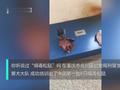 全国首批!重庆警方培训出6只缉毒松鼠即将上岗