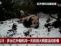 都出来串门了?三台红外相机同一天拍到大熊猫