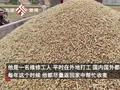 河南平顶山麦收接近尾声 有年轻人专程从国外回乡收麦