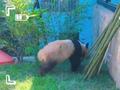 大熊猫“丫丫”目前状态咋样?最新视频来了