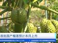 首批国产榴莲预计本月上市 “榴莲自由”能实现吗?
