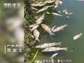 鱼塘7万斤鱼异常死亡,镇政府:工业废弃物倾倒被雨水冲入