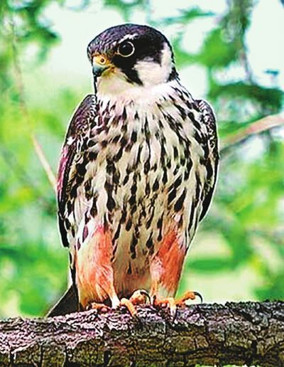 燕隼，属国家二级保护动物