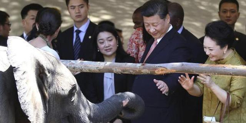 习近平给大象长颈鹿喂食
