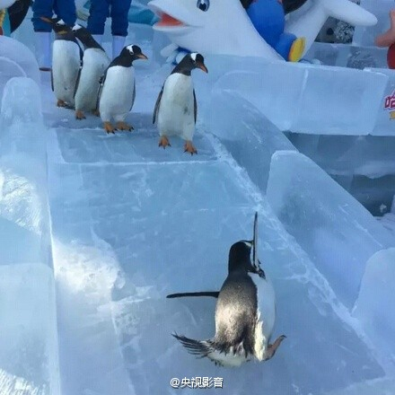 哈尔滨户外企鹅