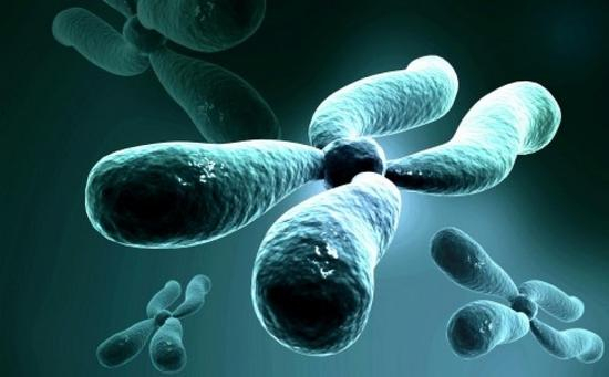 　　染色体图片。一些科学家担心，男性将在500万至1000万年后灭绝，因为男性性染色体一直在脱落基因。但是中国的新研究称，Y染色体被一种被名为DNA甲基化的机制保护着。