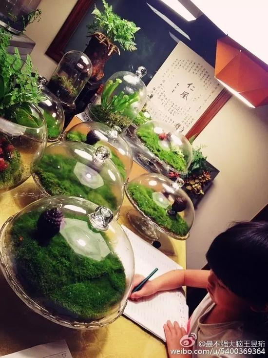 王昱珩的家，都是他自制的盆栽