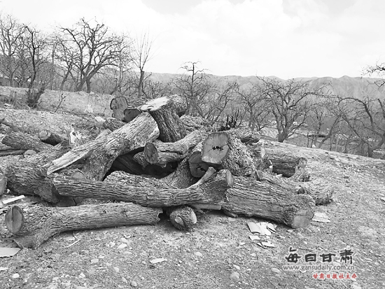 百年枣树遭砍伐