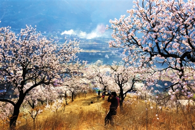 平谷初春的杏花村。