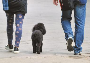 4月17日，成都新华公园，一只小狗跟随着主人在园区