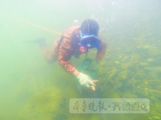 “海猛子”潜入海底捕参，因为压力较大，很容易患上肺部疾病。齐鲁晚报·齐鲁壹点 记者王震摄