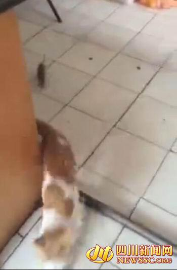 图为老鼠追着小猫（视频截图）