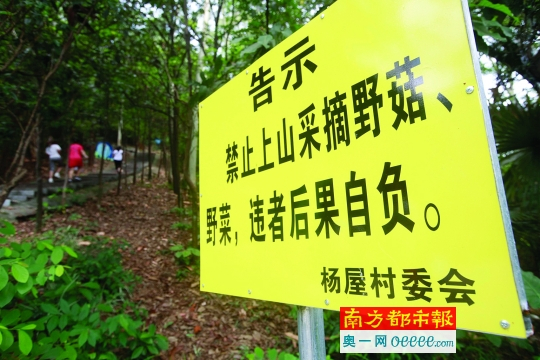 　　昨日，东莞大岭山杨屋马鞍山生态公园，采摘野蘑菇致人死亡事件发生后，园方立起禁止采摘野菇、野菜告示。