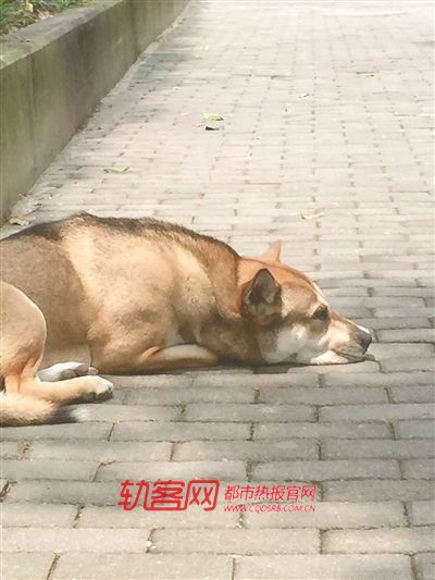 上午11点到下午3点，来福没喝一口水，呆呆地趴着