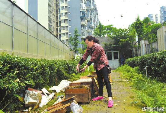 地上布满蜜蜂的尸体。