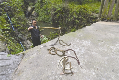 村民打到的放生蛇