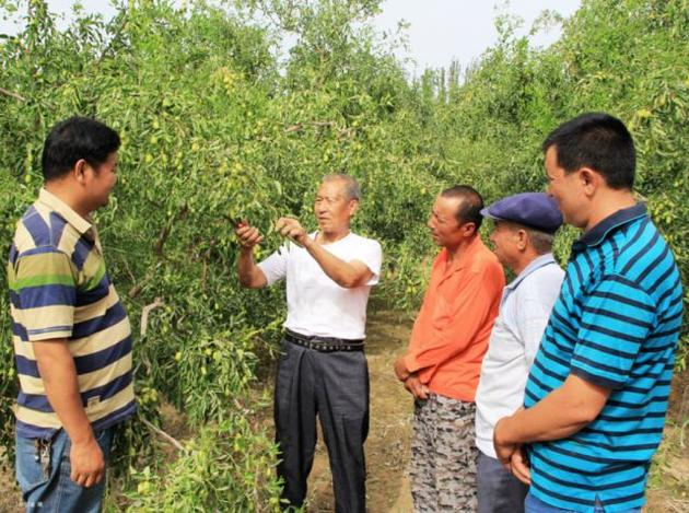 种枣大户现场传经送宝。