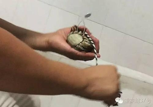 ▲京深海鲜市场，一个卖大闸蟹的商户正在捆绑假的“阳澄湖大闸蟹”。 新京报记者 大路 摄