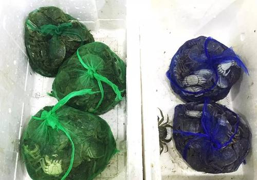 　　▲京深海鲜市场，一个卖大闸蟹的商户将假的“阳澄湖大闸蟹”包装完毕，等着收钱。 新京报记者 大路 摄