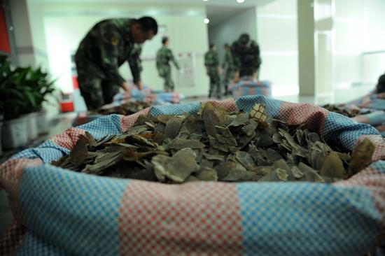 △ 资料图：广东查获涉嫌走私穿山甲鳞片1.6吨/视觉中国